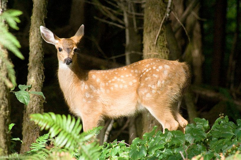 I spy, een hert ! van Karin Hendriks Fotografie