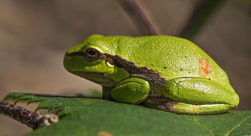 Europäischer Laubfrosch. von Robert Moeliker