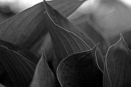 Hosta I monochrome