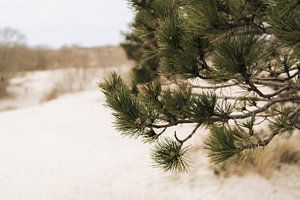 Pine tree Burgh-Haamstede