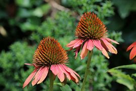 Echinacée ou chapeau de soleil sur Pim van der Horst