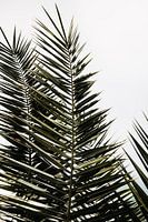 Palm