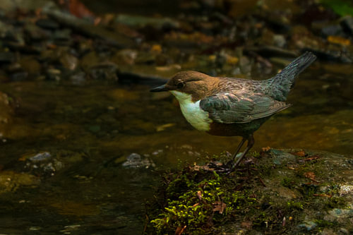 The River's Secret: White-throated Dipper