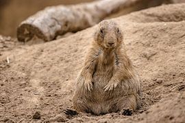 Small animal on the ground by Steven World Traveller