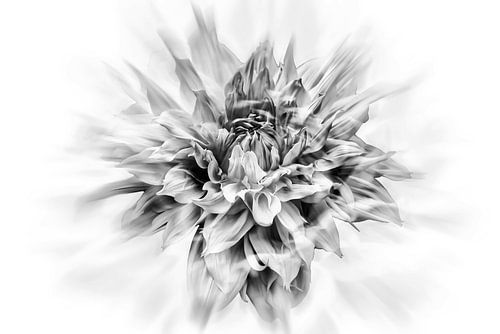 Prachtige Dahlia Zwart Wit