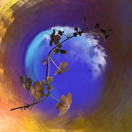 Tumbling Wood Sorrel by Carla Baartman - Fun and Digital Art