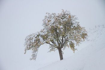 Boom in de sneeuw