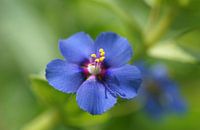 Blauwe Pimpernel