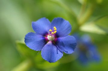 Blauwe Pimpernel by Patrick Ven