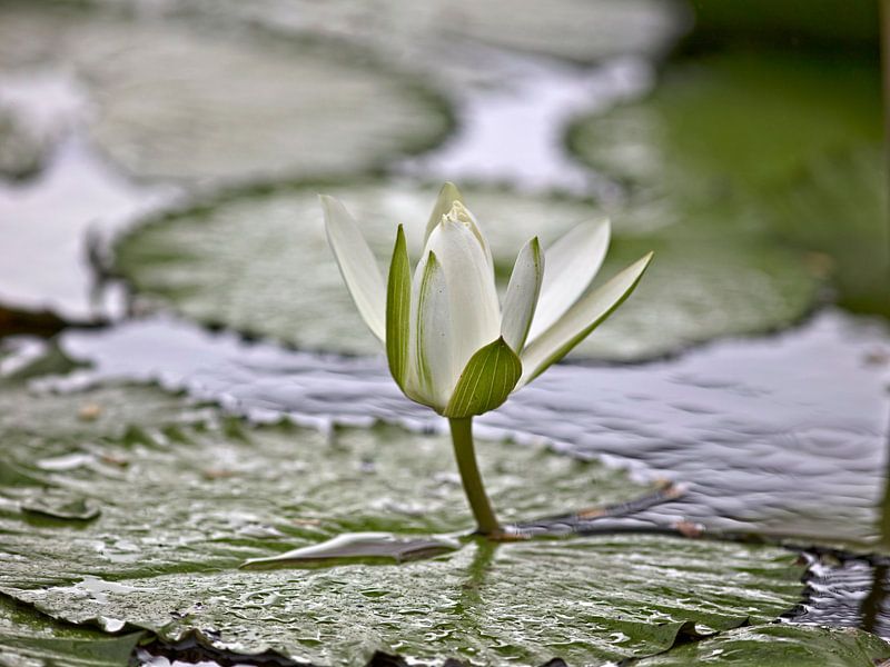 Waterlily by Ruth de Ruwe