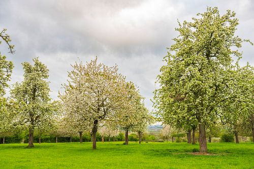 Bloeiende fruitbomen in de lente in Zuid-Limburg
