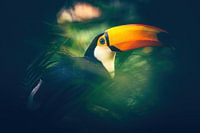 Toucan's play of colours