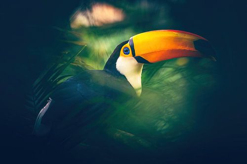 Toucan's Spiel der Farben