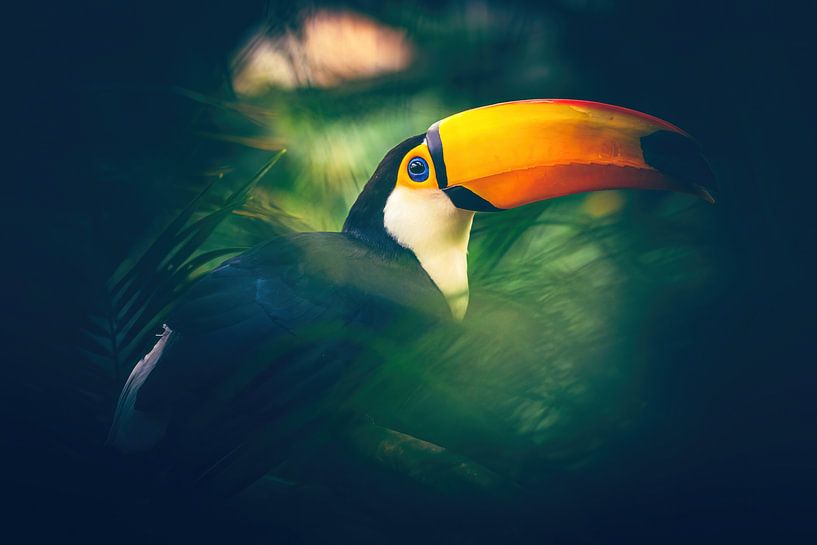 Toucan&#039;s play of colours by ByFoekema Fotografie