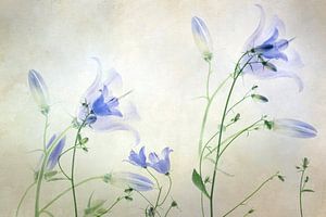 Stilleben einer Glockenblume