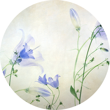 Stilleven van klokjesbloem