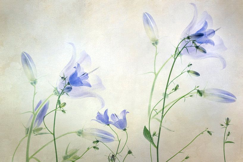 Stilleben einer Glockenblume von Greetje van Son