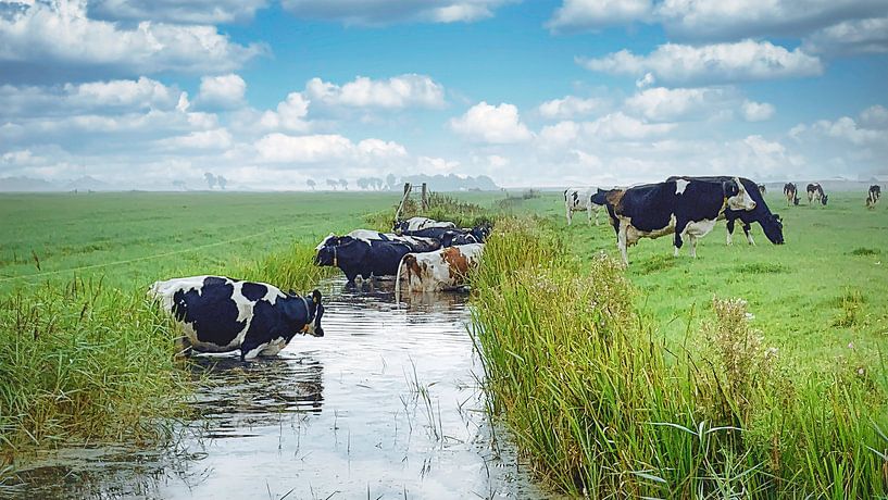 Kühe suchen Kühlung im Graben von Digital Art Nederland