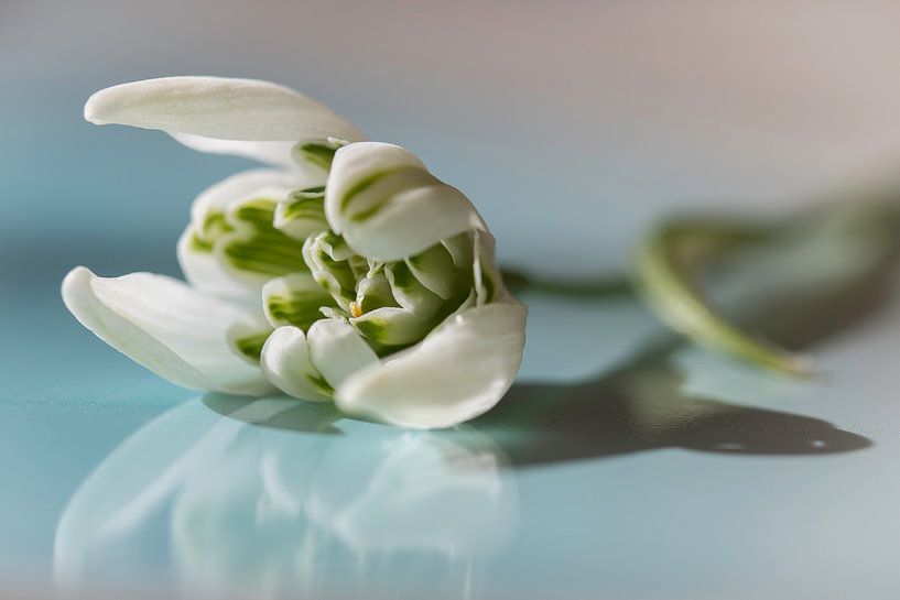 Flower snowdrop by Jefra Creations