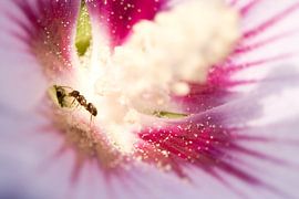 Mier by Frederik van der Veer