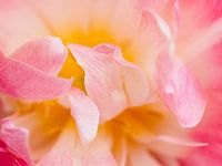 Tulipe I