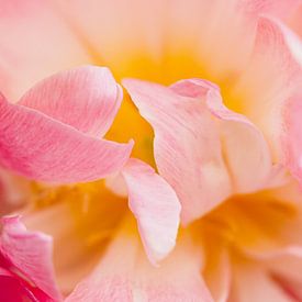 Tulipa I van Dietjee FoTo