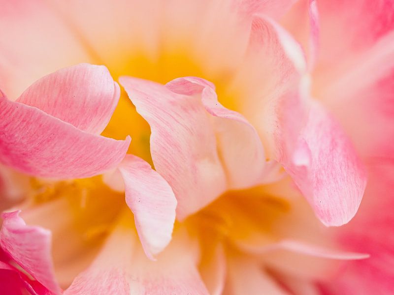 Tulipa I van Dietjee FoTo