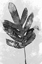 Varenblad in zwart en wit. Moderne botanische kunst in retrostijl van Dina Dankers thumbnail