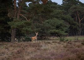 Red deer doe doe rutting heathland Hoge Veluwe Otterlo Hoenderloo Schaarsbergen by Jett Fotografie