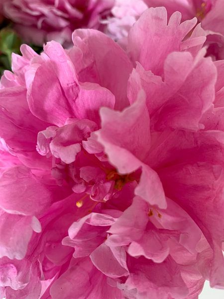 Pivoine rose par Janneke Bijl