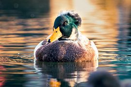 A wild tufted duck in the Netherlands during golden hour #1 by Charlotte Hagg