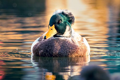 Nederlandse wilde kuifeend tijdens golden hour #1