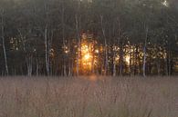 zonlicht tussen de bomen van Tania Perneel thumbnail