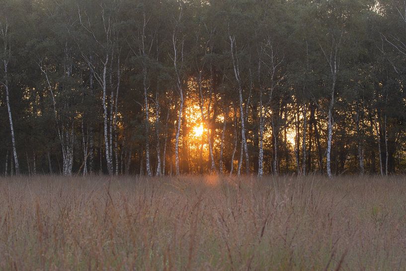 Sonnenlicht zwischen den Bäumen von Tania Perneel