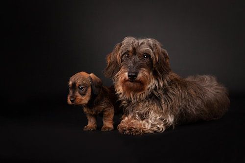 Dachshunds
