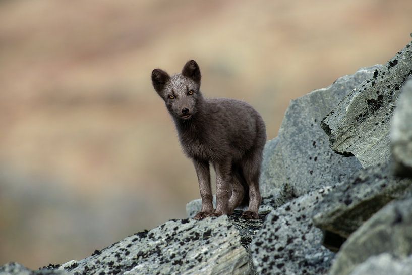 Polarfuchs von Harry Punter