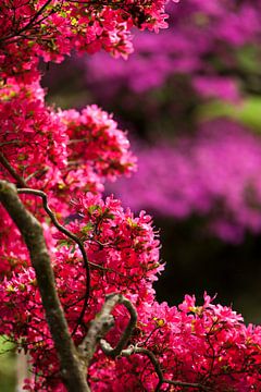 Blüte im japanischen Garten von Raoul Suermondt