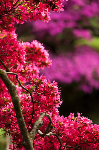 Bloesem in de Japanse Tuin
