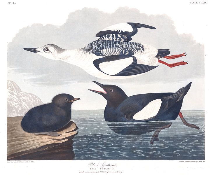 Zwarte Zeekoet van Birds of America