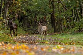 Rivalen im Herbstlicht von Wendy Hilberath
