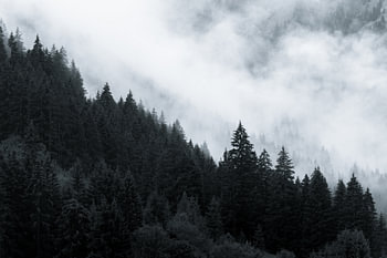 Where the forest is disappearing