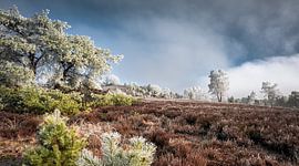 Frosty atmosphere on Wilseder Berg by Steffen Henze