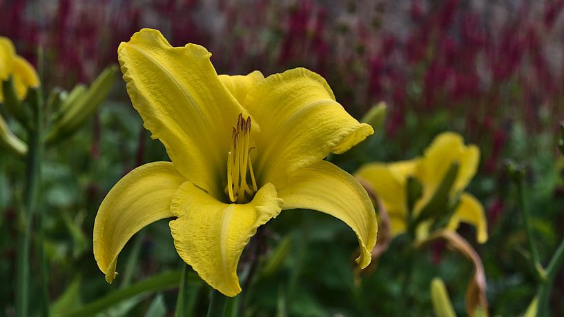 Sun Lily by Timon Schneider