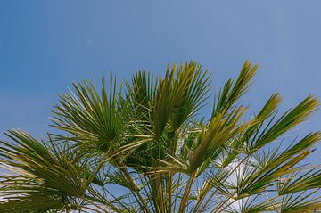 Palmbomen tegen de Hemel: Een Boog van Natuurlijke Schoonheid