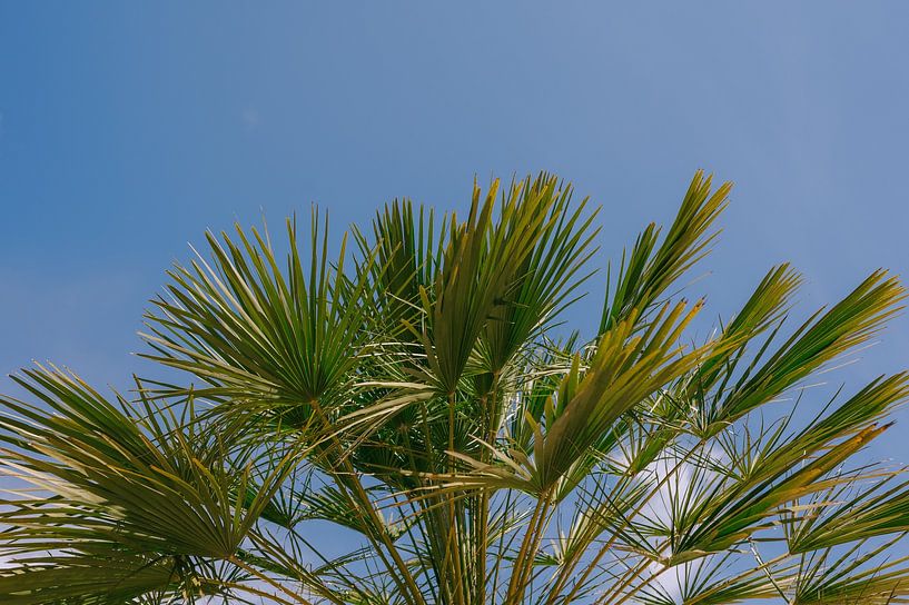 Palm trees against the sky: An Arc of Natural Beauty by Mélanie Roelandts
