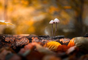 Romance in the Woods by Zwoele Plaatjes