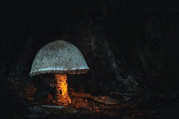 Mushroom in the dark
