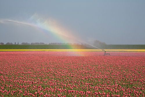 Tulpenveld in bloei met regenboog in Callantsoog