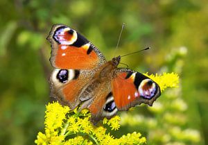 Papillon (Oeil de paon)