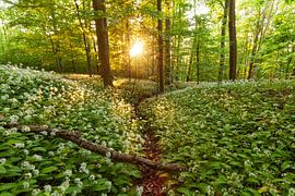 La lumière dorée du soleil dans la forêt enchantée allemande sur Jiri Viehmann